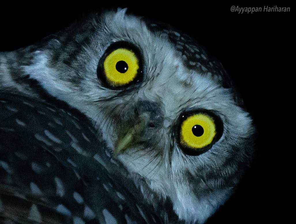 The closer the better Spotted owlet