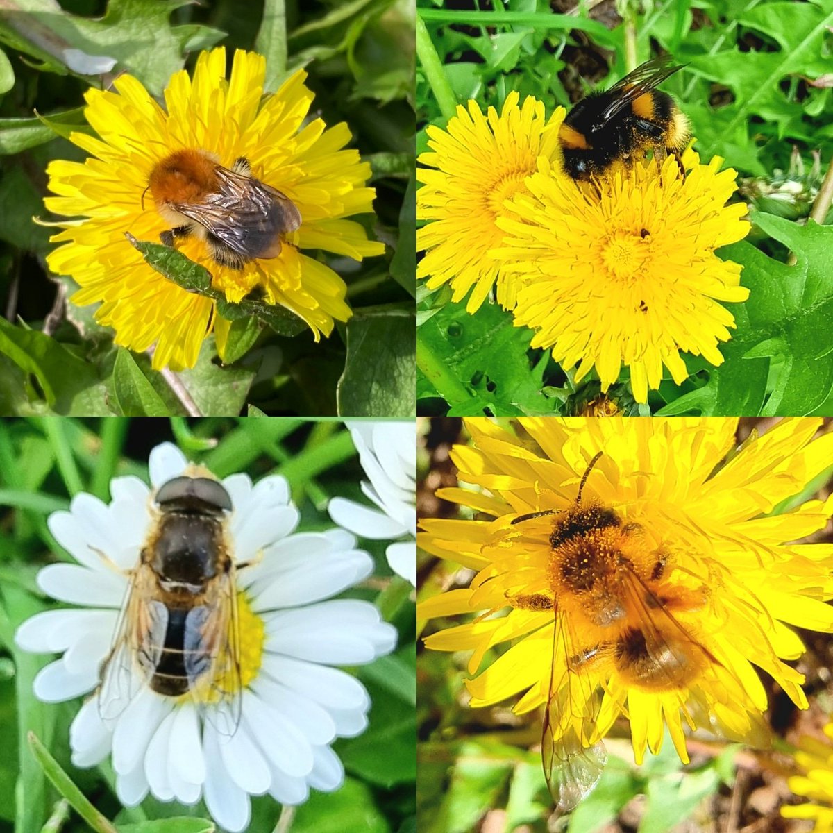 Why it's good not to mow the lawn in spring.

A common carder bee, buff-tailed bumblebee, tapered drone fly, and buffish mining bee feeding on pollen and nectar from dandelion and daisy. All on the #hackneybuzzline this month.