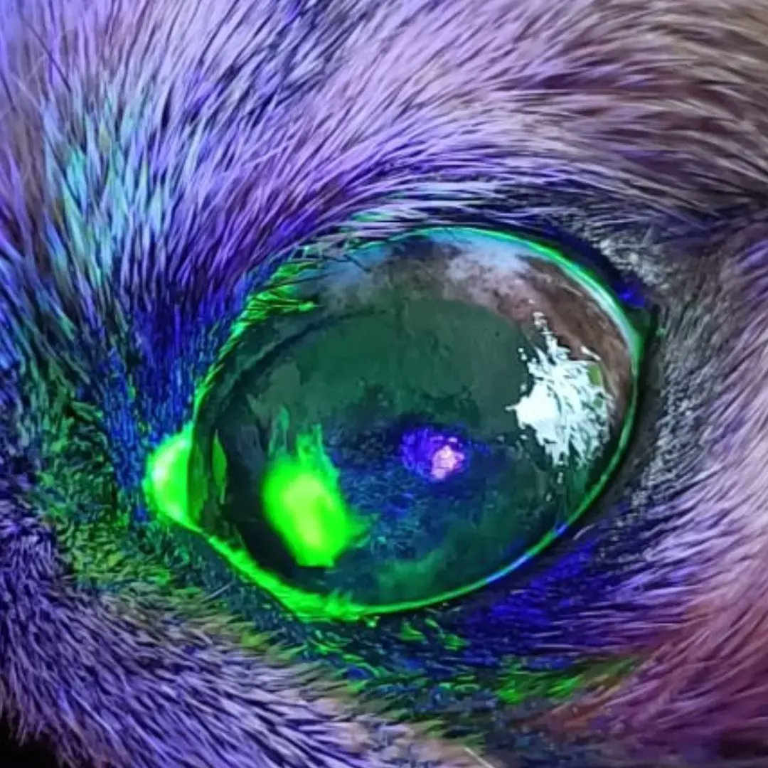 CYMascotas's tweet photo. HERIDAS EN OJOS

Cuando tu perro tiene una herida en el ojito no se puede ver a simple vista. Hay que usar una tinción especial (fluorescente) que con luz ultra violeta se ve así de chulo. https://t.co/gvHyNMt4wY