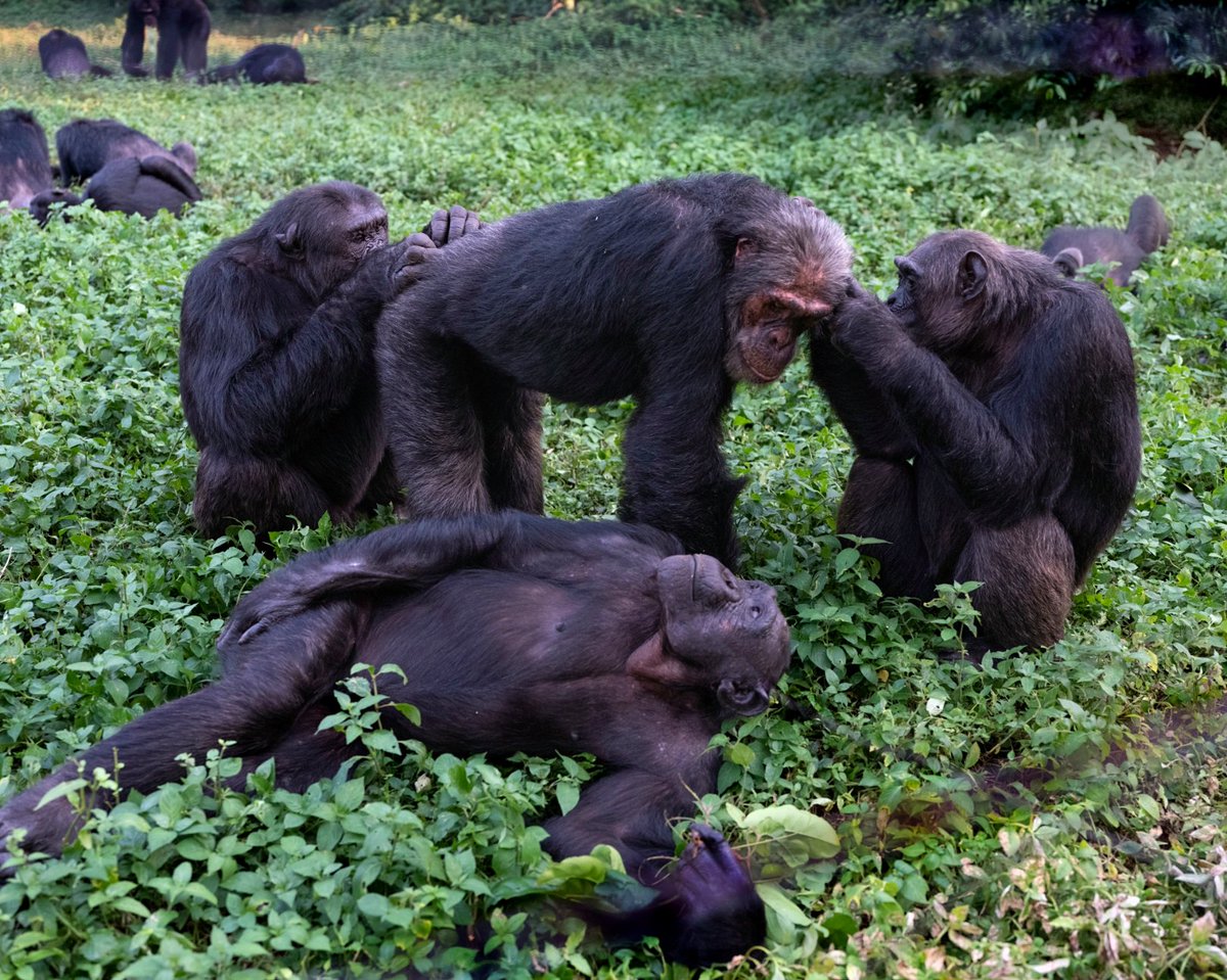 ngambaisland's tweet photo. #Chimpanzeebehaviour
Chimp grooming: where bugs become beauty secrets and friends become stylists! Who needs a salon when you've got jungle spa days? #ChimpGrooming #JungleSpa #BugsAndBonds https://t.co/ytGbv3n9mj