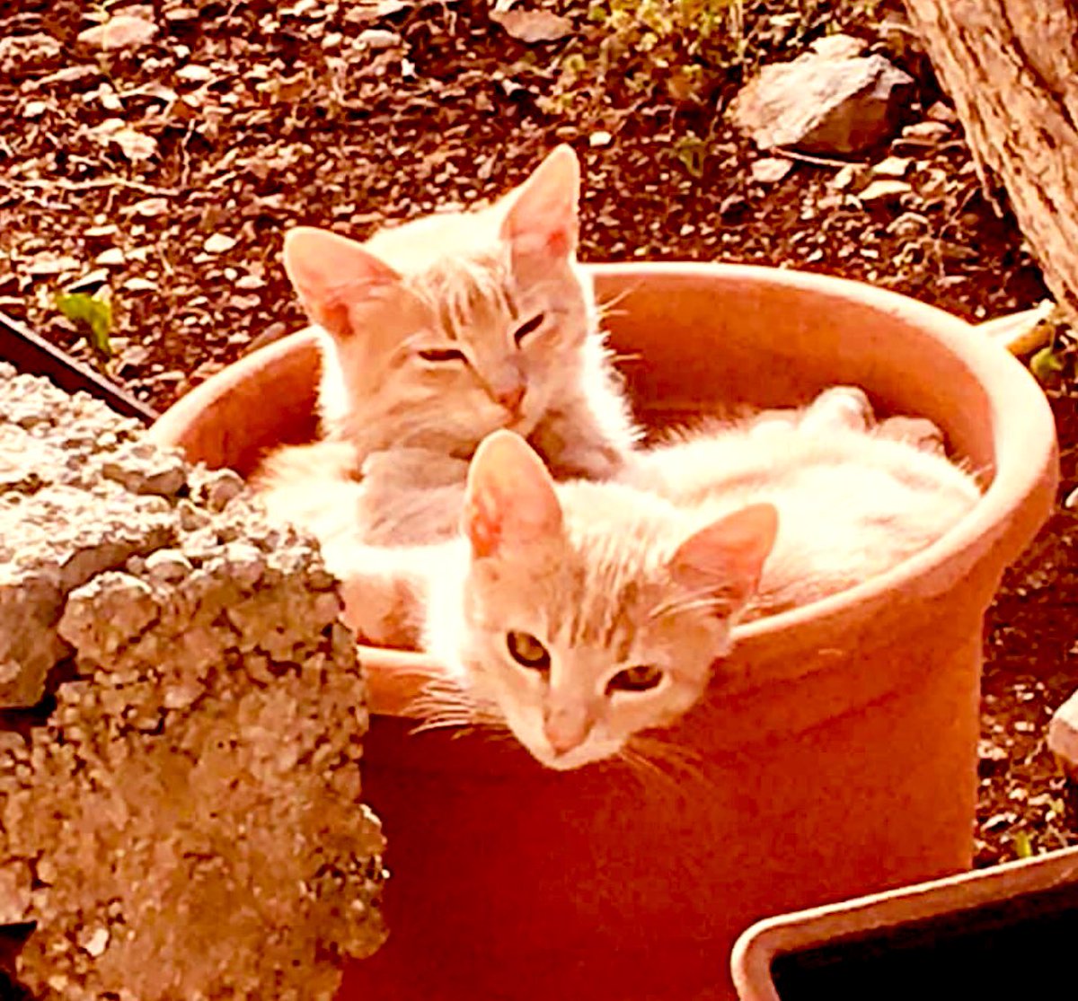 Morning all, Lenny’s hoom here. A throwback Thursday photo of Lenny as a kitten with a sibling. Lenny’s the one at the front. Hope to see him in May. #Hedgewatch #ThrowbackThursday #CatsOnTwitter #CatsOnX