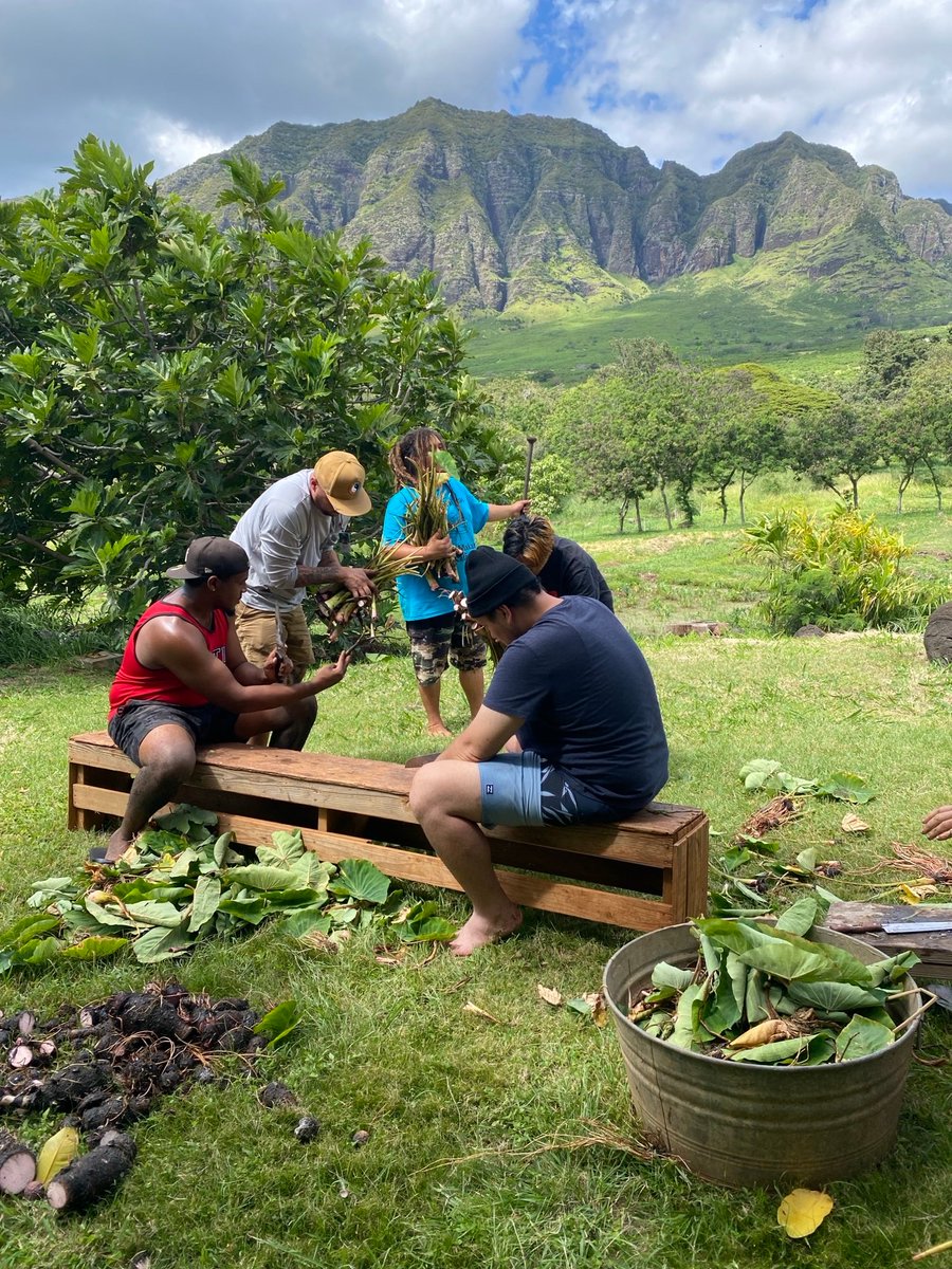 Exploring our roots and restoring connections in Waianae! From ancient loi patches to harvesting Kala 🌱 every step of our Kaʻala Farm cultural learning trip with RYSE youth was a journey of discovery and restoration. 💚 #waianae #ryseup #hawaiianroots