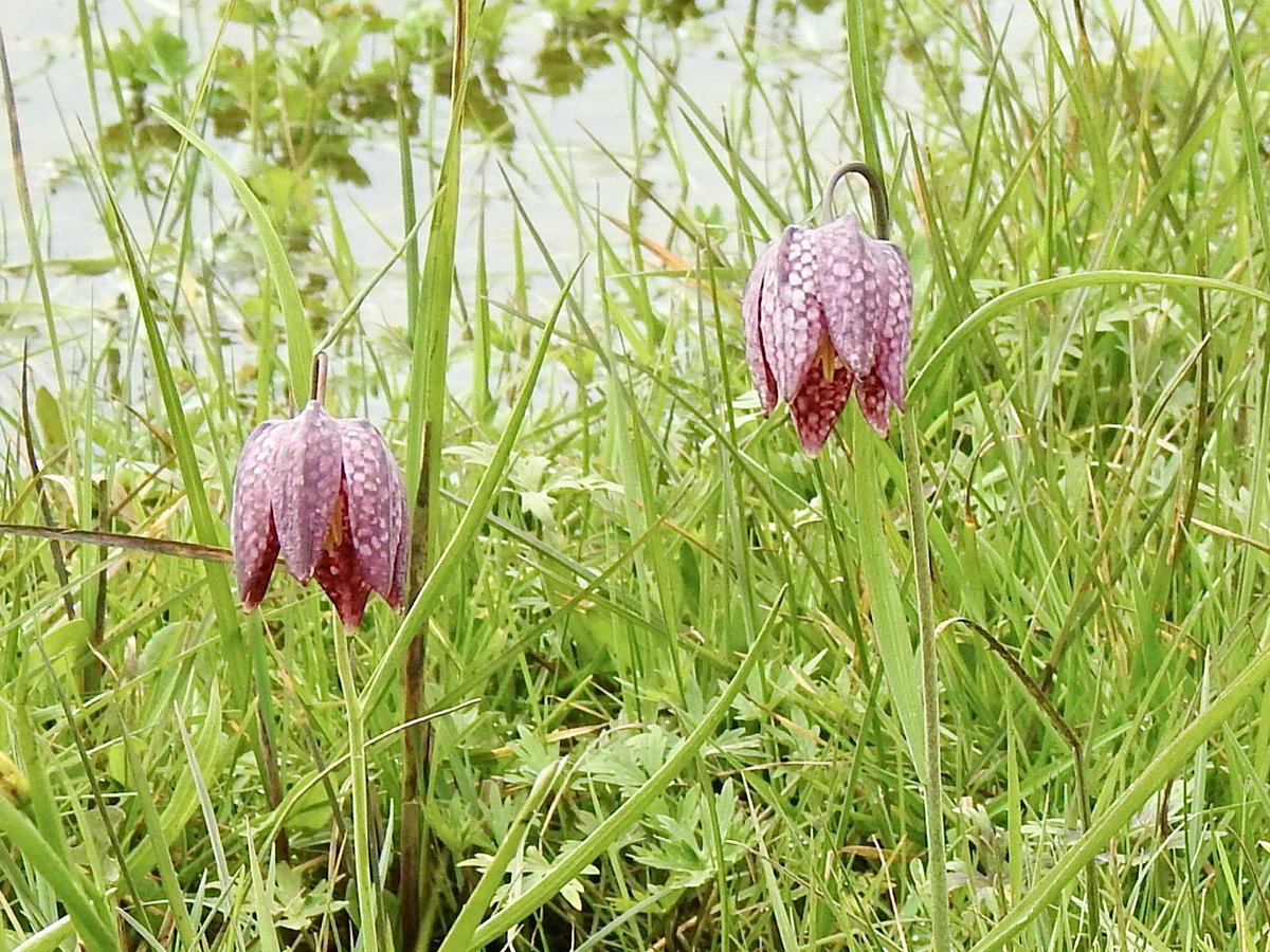 Snake’s head Fritillary including an unusual double, blowing in the wind yesterday at Clattinger Farm..@WiltsWildlife @BSBIbotany #fritillary