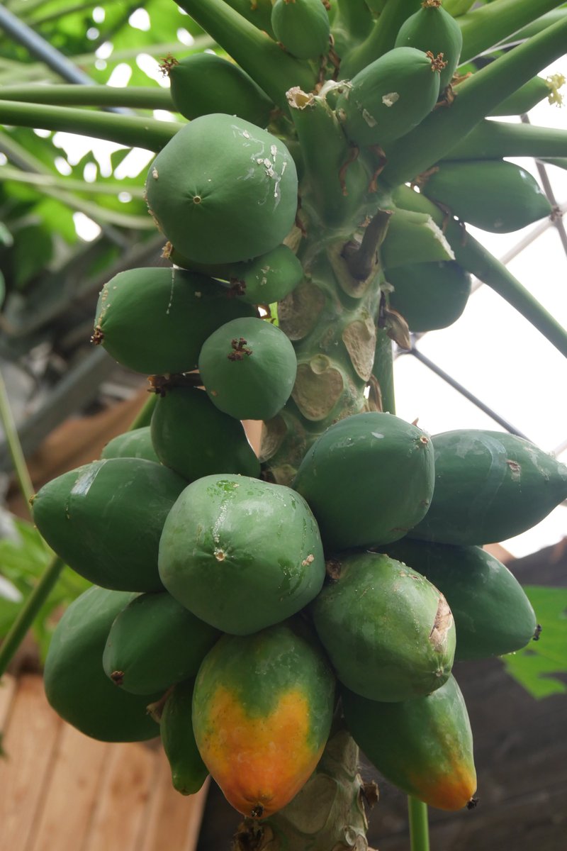 maucery's tweet photo. Terra Botanica. https://t.co/oBN1Hl8d0B