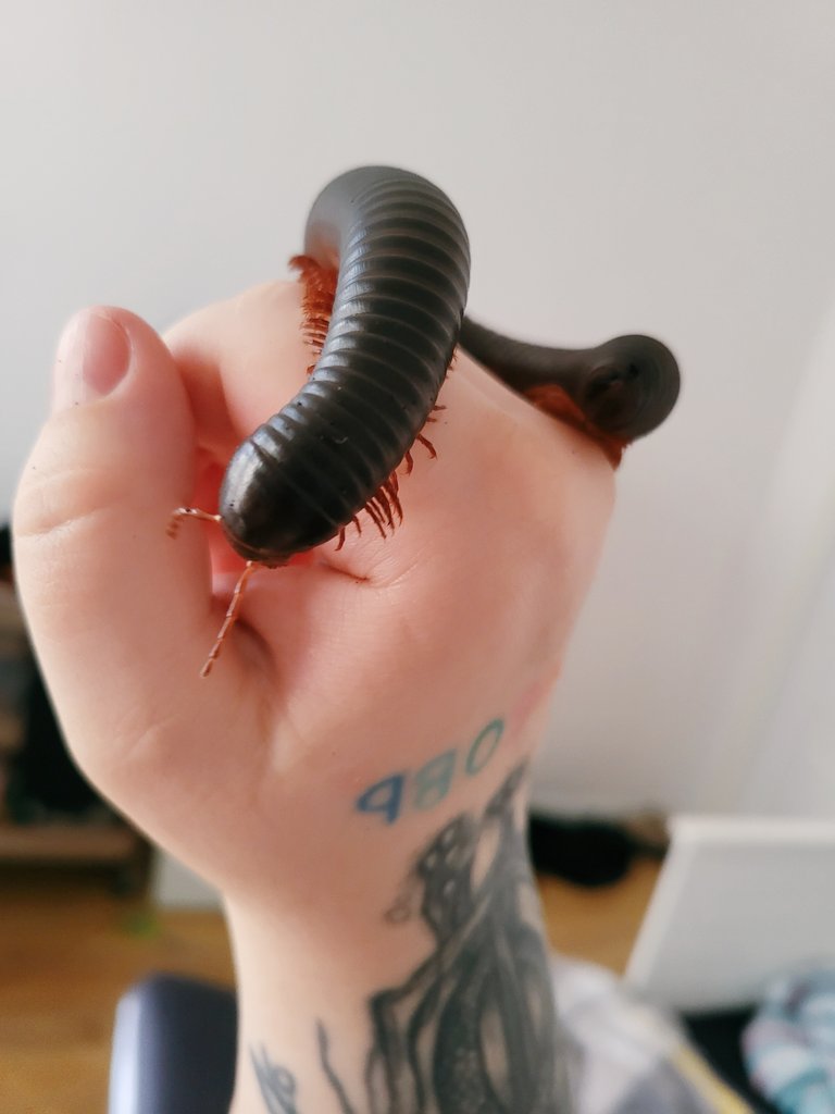 𝔉𝔢𝔢𝔩𝔦𝔫𝔤 𝔠𝔞𝔯𝔫𝔞𝔩 tweet media