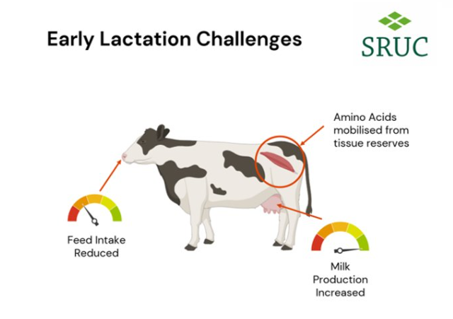 SRUCResearch's tweet photo. Inga Barnett has been experimenting with dietary protein levels in early lactating cows #SRUCPGR24 https://t.co/Gorvho62KY
