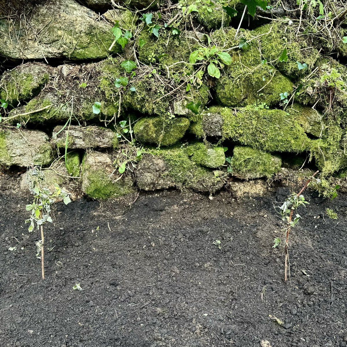 sarahmcquaid's tweet photo. Finally managed to plant the #goldenraspberry canes kindly sent to me by the wonderful @KenHunt01! See pic 4 for the full before-and-after. Still loads of #bramble roots lurking in the ground but hopefully if I keep after them they won’t take over again. Also unearthed another -> https://t.co/jJwJYNueUW