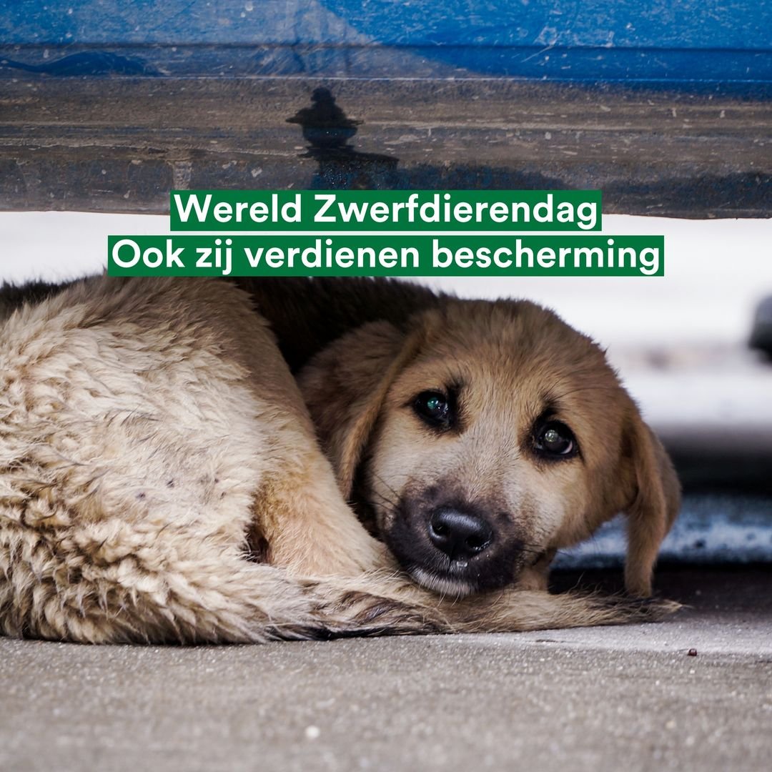 In Europa zwerven ongeveer 100 miljoen dieren rond. Hun leven op straat is keihard. Ze zijn gedumpt, mishandeld of verjaagd en daarna aan hun lot overgelaten. Ze sterven vaak door ziekten, verwondingen, honger of dorst. Dat moet stoppen! #Wereldzwerfdierendag #zwerfdieren 1/3