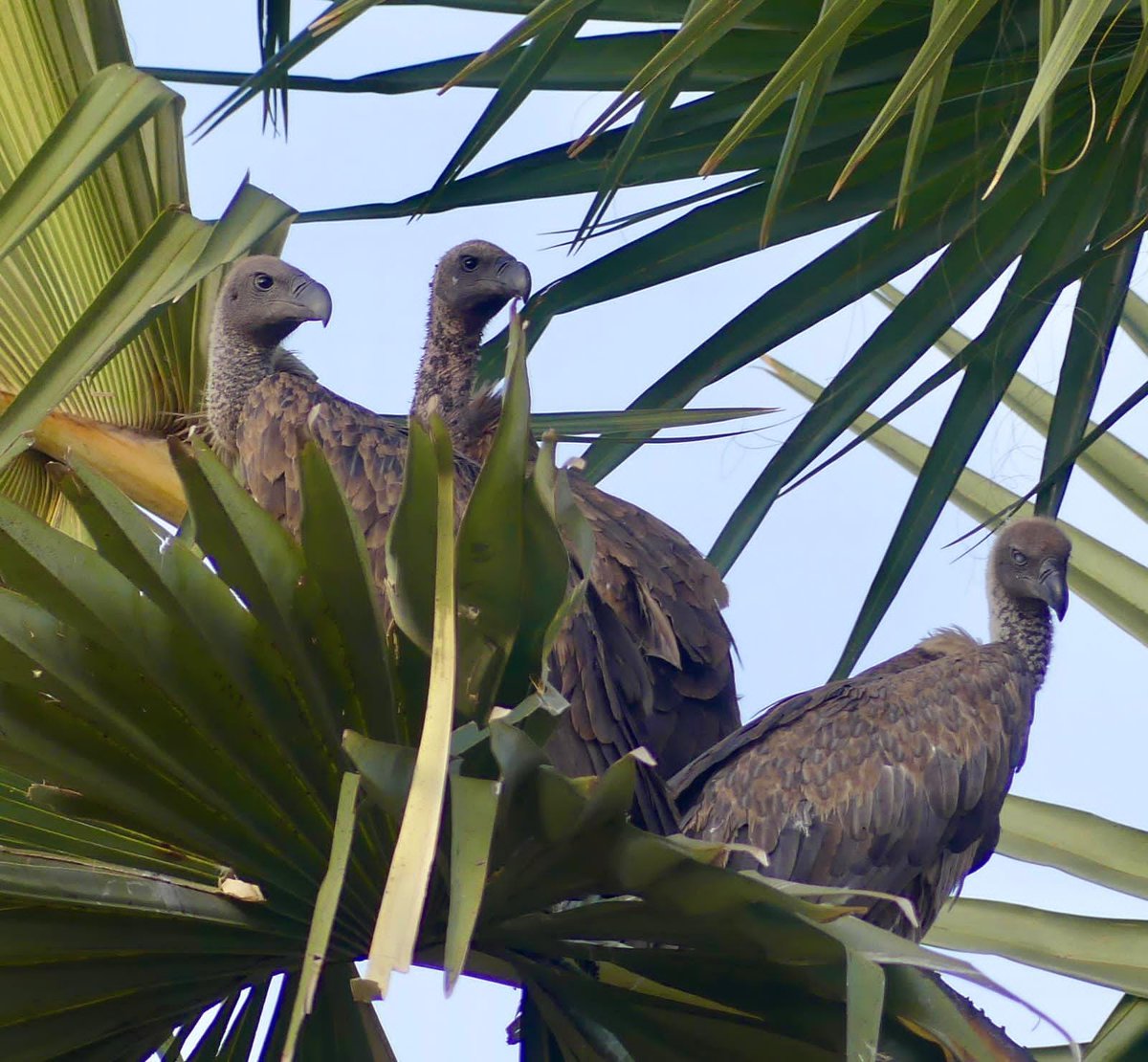 JelaniTours's tweet photo. Uganda is certainly the birding mecca of the world! https://t.co/T4HLIkp2TI
