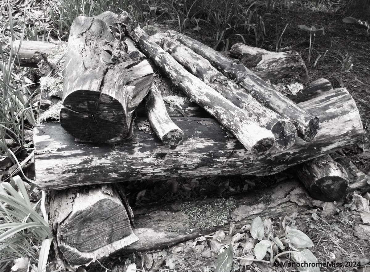 A Feast for Insects, Bug Hotel Deluxe, 2024
#Monochrome #bnwphotography #blackandwhitephoto #photographylovers #photooftheday #nature #bughotel #logpile #outdoors #environment #PositiveVibes