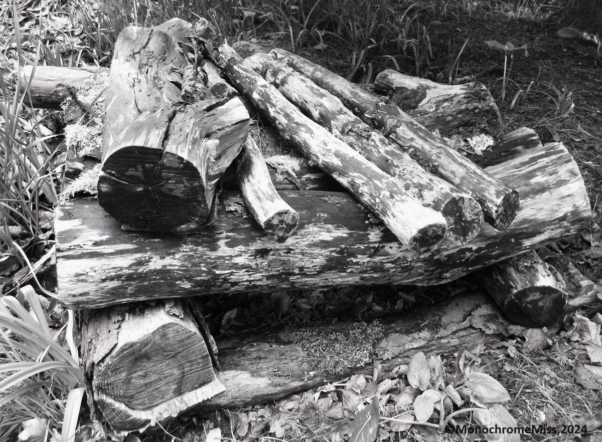 MonochromeMis's tweet photo. A Feast for Insects, Bug Hotel Deluxe, 2024
#Monochrome #bnwphotography #blackandwhitephoto #photographylovers #photooftheday #nature #bughotel #logpile #outdoors #environment #PositiveVibes https://t.co/TArDoGIv2C