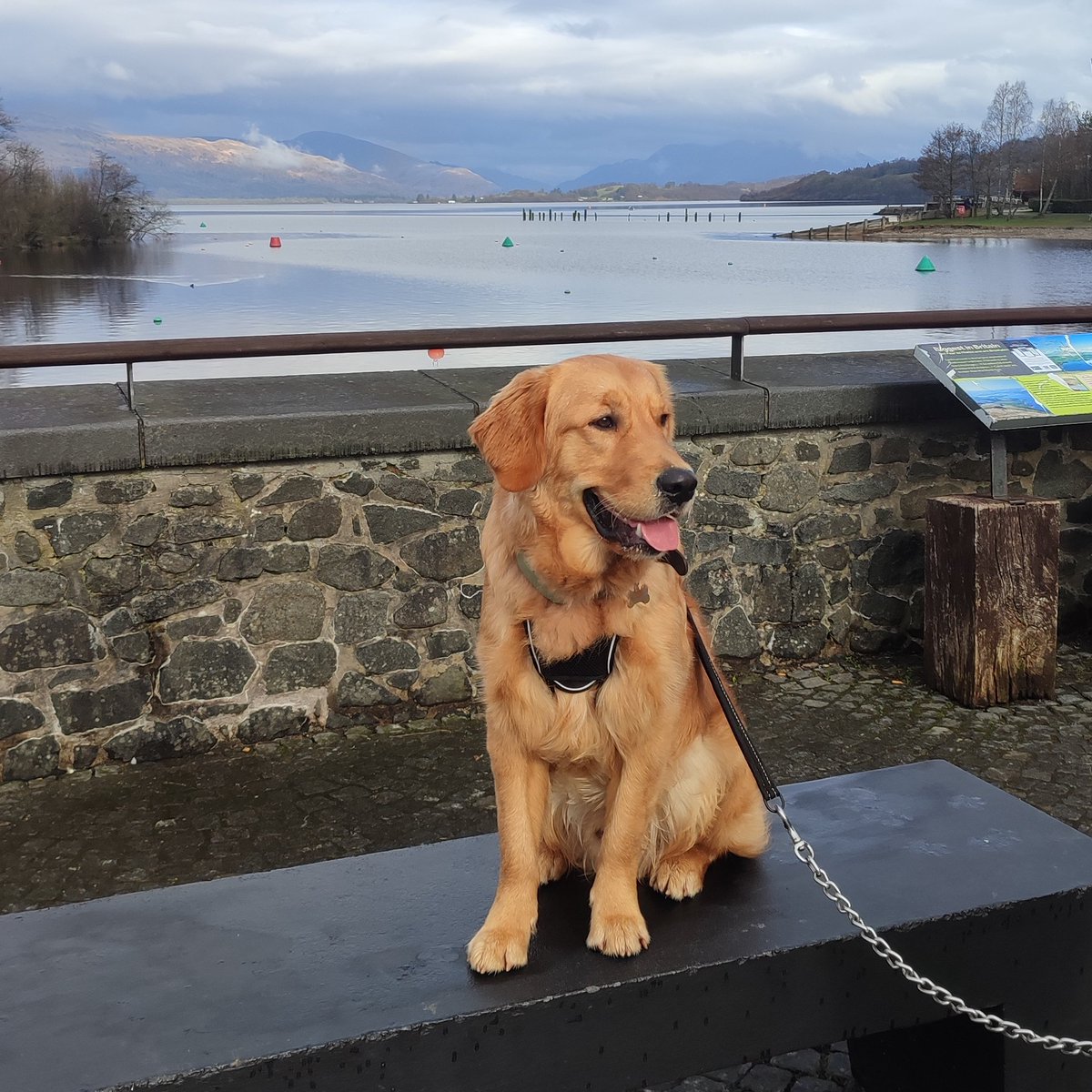Bailey_BMC's tweet photo. #SpringBreak 
#bailey #dogsoftwitter #baileythescottishgoldenretriever #scottishgoldenretriever #goldenretriever 
#goldenretrievers
#retriever
#dog #pup #retrievers #puppies #goldens
#scotland #Glasgow https://t.co/GedPot6PZ1