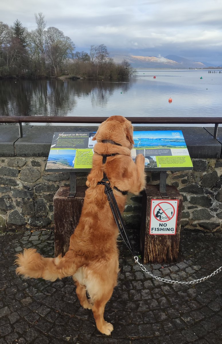 Bailey_BMC's tweet photo. #SpringBreak 
#bailey #dogsoftwitter #baileythescottishgoldenretriever #scottishgoldenretriever #goldenretriever 
#goldenretrievers
#retriever
#dog #pup #retrievers #puppies #goldens
#scotland #glasgow https://t.co/2j5QOXYzpL