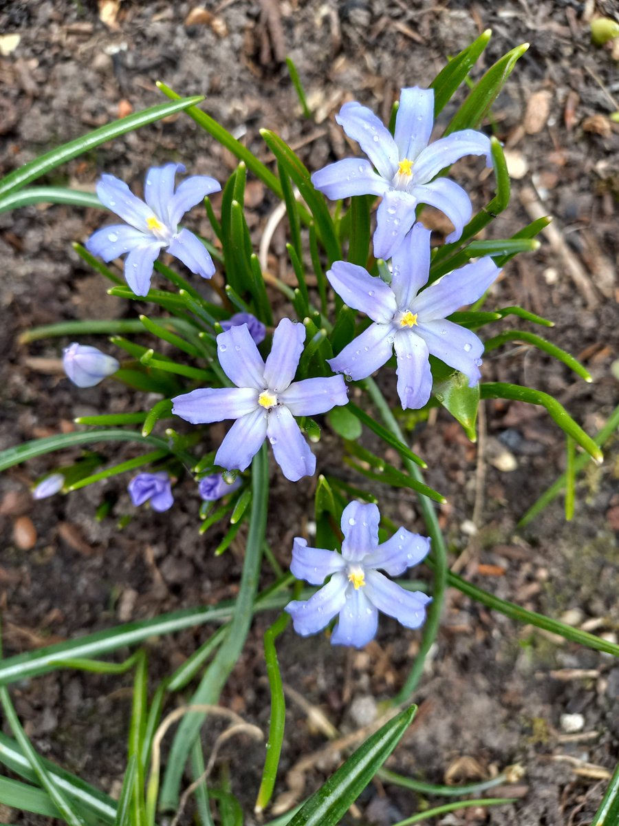 Ich reimte auch: Lässt Isidor (04.04.) der Sonne freien Lauf, dann springen der Stachelbeere Knospen auf, und auch der Himmelsschlüssel zeigt seine Pracht, selbst wenn der April noch Nachtfröste macht. Wenn die Amsel zu brüten beginnt, der Frühling sich seiner Stärken besinnt.