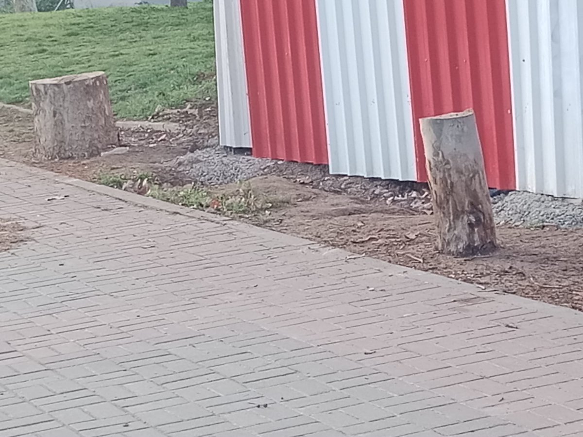 Asociación de Familias del Alumnado del CEIP Perú tweet media