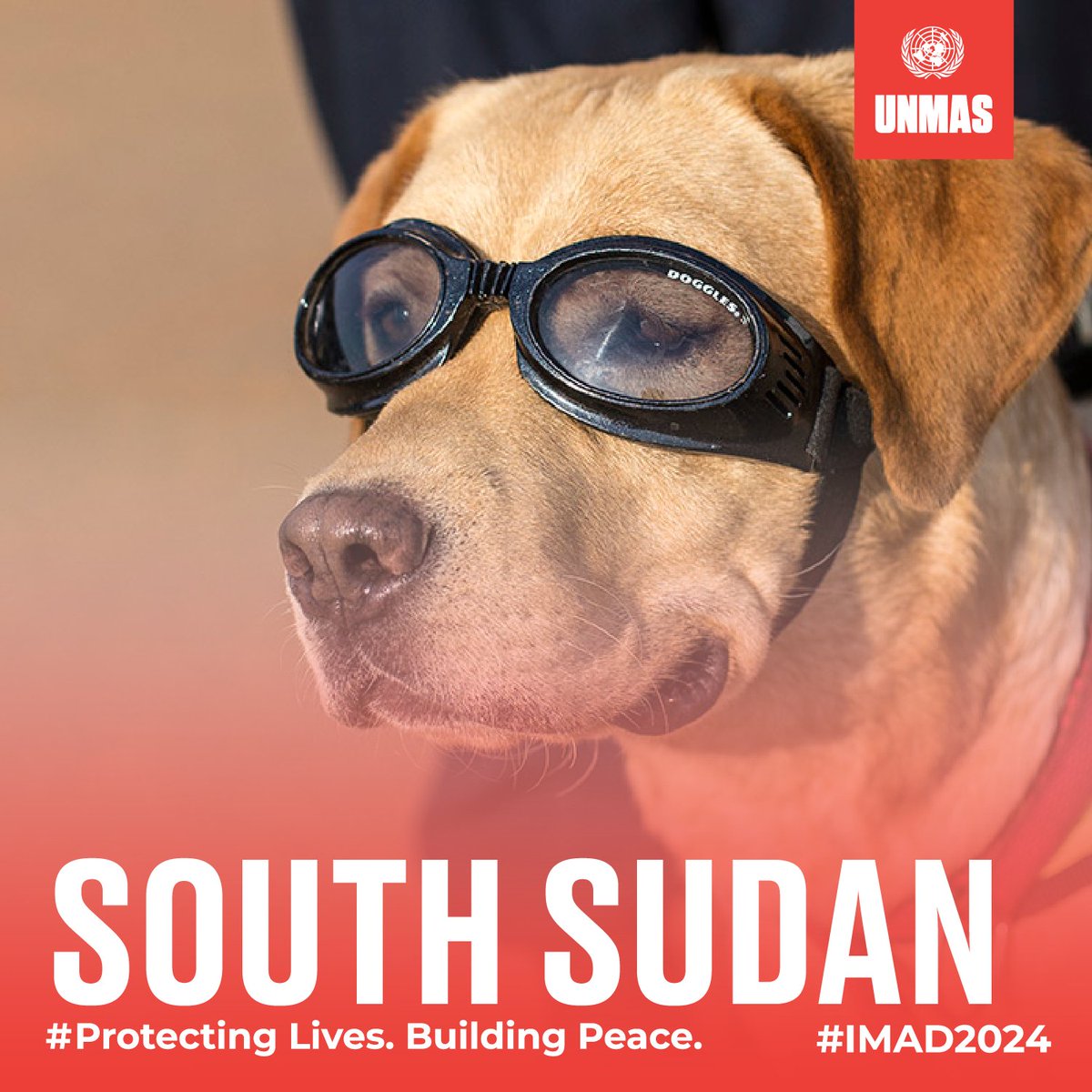 Shout out to the @UNMAS canine officers who helped find & remove explosives items through their sense of smell. In South Sudan, UNMAS teams destroyed over 7.2M pieces of ammunition to ensure the safety of water points, schools & health clinics. #Mineaction #ProtectAndBuild