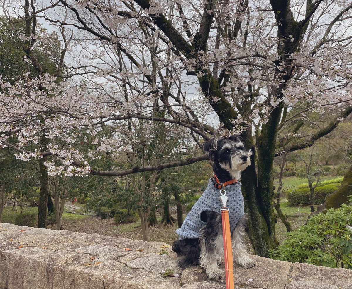 MomOiah's tweet photo. 12年目にしてやっとのや〜っと、
花粉症緩和に大成功したおかげで
春が大好きになりそうです🌸
春よ、来いホンマ良い歌やなぁ
松任谷由実さん昔から大好き💗

#ミニチュアシュナウザー https://t.co/8MGOfyNNeL