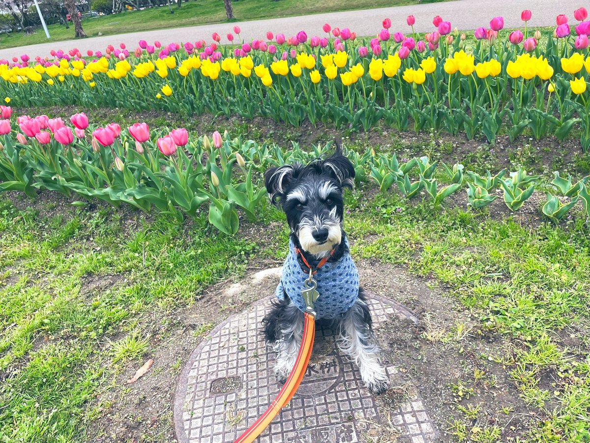 MomOiah's tweet photo. 12年目にしてやっとのや〜っと、
花粉症緩和に大成功したおかげで
春が大好きになりそうです🌸
春よ、来いホンマ良い歌やなぁ
松任谷由実さん昔から大好き💗

#ミニチュアシュナウザー https://t.co/8MGOfyNNeL