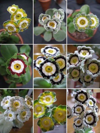 4 April ‘54 After the old primroses, the show auricula. I do not mean the outdoor auricula of cottage gardens but its more aristocratic and far higher browed relation that has to be kept under glass lest our rough spring weather should shend its comeliness. #gardening