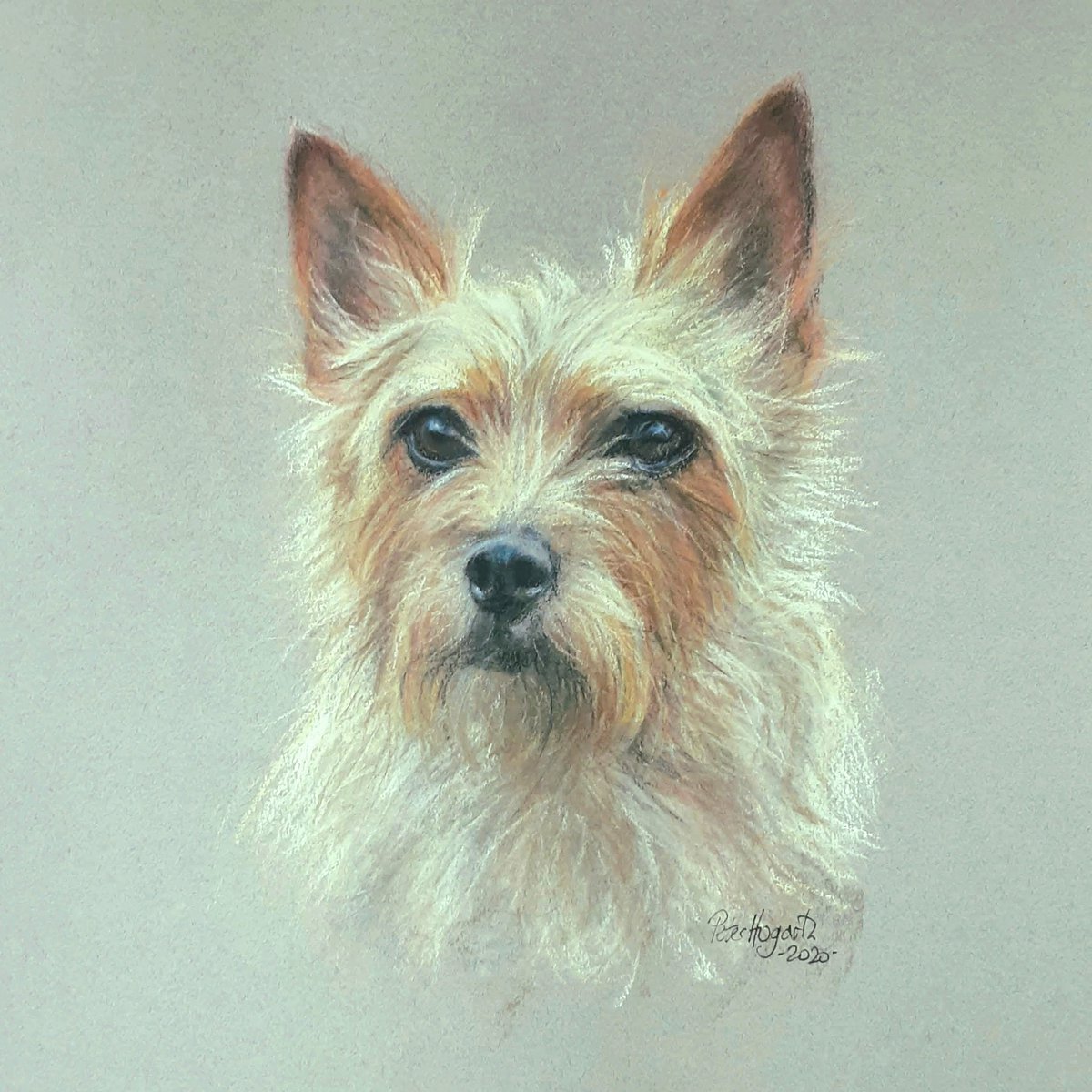 A scruffy terrier to greet you today.  I painted this delightful little chap in 2020. -soft pastels on Canson Mi Teintes paper 😊