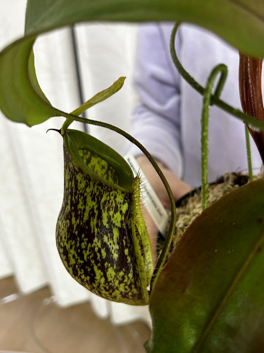 Nepenthes 'Oyanirami Doi' HPFC
ネペンテス 'オヤニラミ 土居'

かわいい.......😊😊