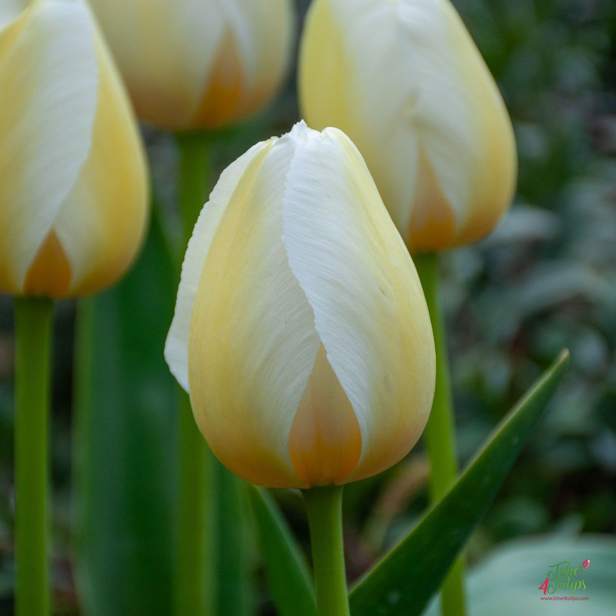 🌷Tulip Pays Bas: A single tulip with a pure white color. She starts off creamy yellow and when she opens up she is sparkling white. A perfect tulip to add a little zenn into your garden.

#time4tulips #tulipas #tulipes #tulips #tulpen #tuliplove #spring