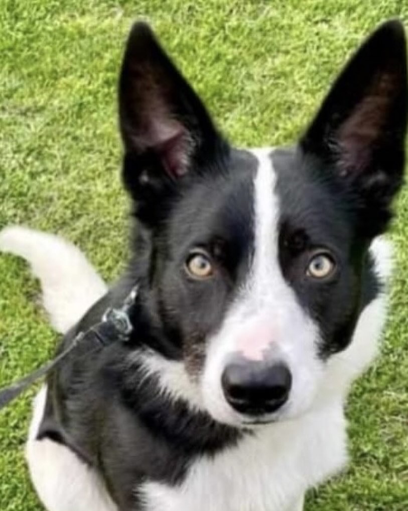 🌟Foster Appeal🌟 
Border Collie Artimus is looking for a foster home. If you think you could offer him a loving foster home, or know someone that can, please get in touch at dogteam@rats-animalrescue.co.uk.
Read more here👉🏻facebook.com/share/p/cU8Zop…