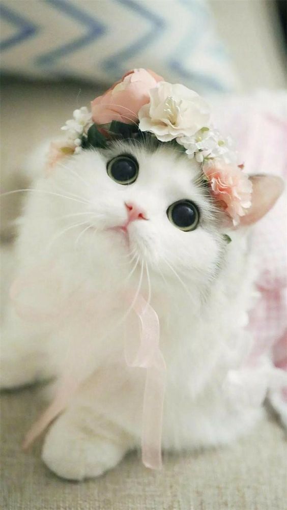 mindthings1's tweet photo. Im so pretty https://t.co/J1KRGP1WDV