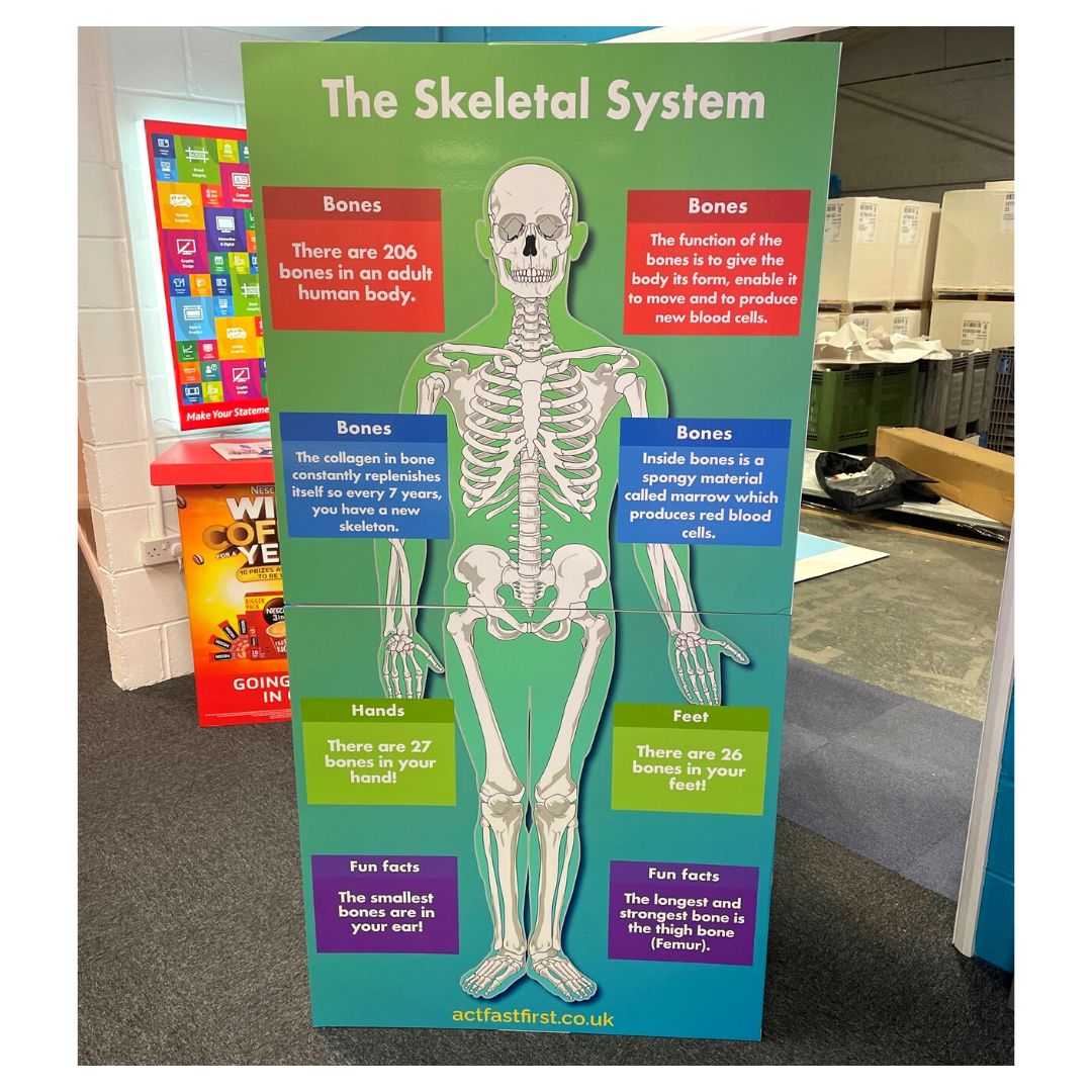 We know that protecting our planet is crucial, and that's why we're committed to providing our customers with sustainable and environmentally friendly products. Just like our colourful, life-sized teaching aid here.
#Sustainability