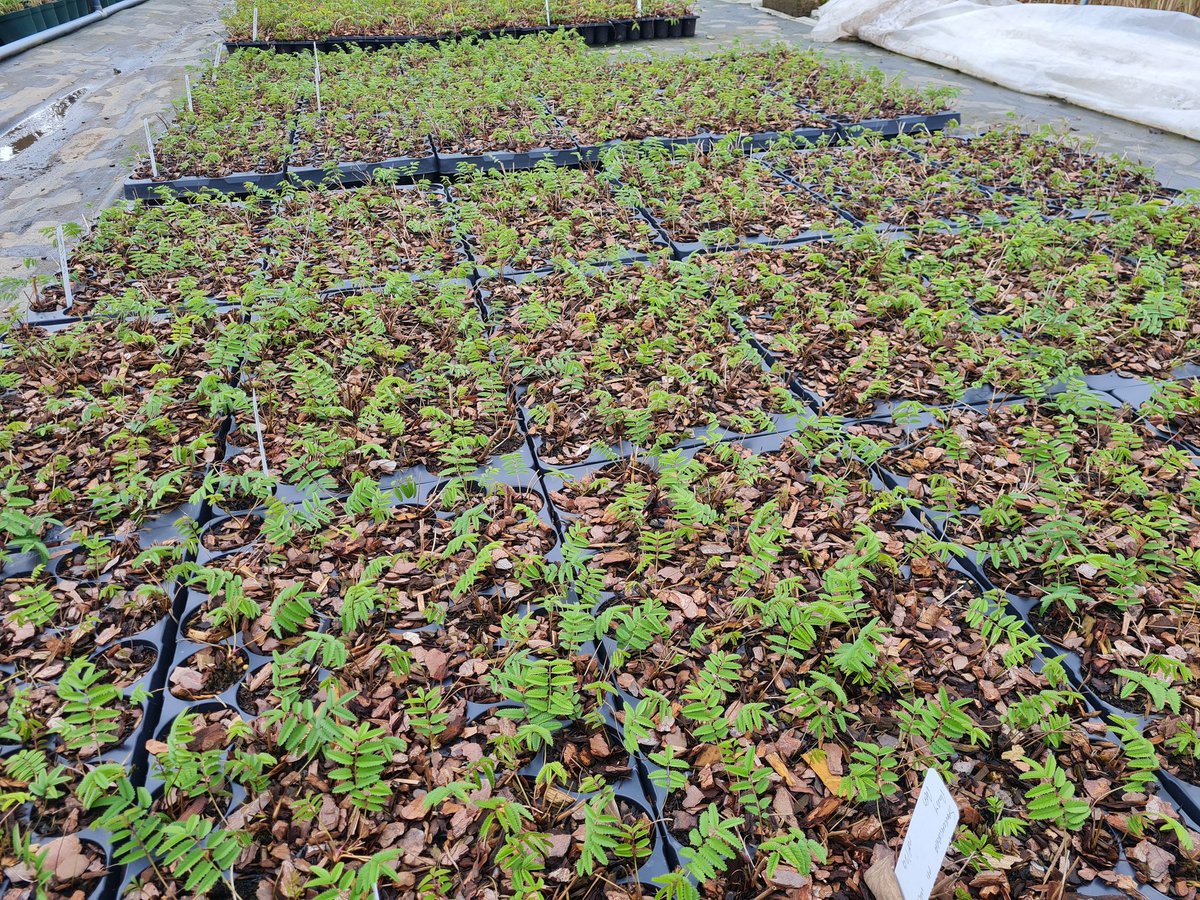 Nice to see home grown production of our very own Sanguisorba Janets Jewel and Sanguisorba Ruby Red starting to shoot in their plugs. #peatfree #ukgrown #perennials