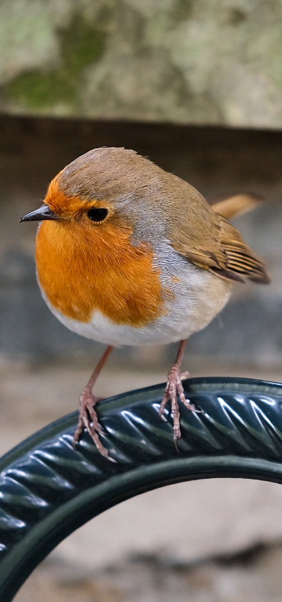 tener0309's tweet photo. Please leave me some crumbs! @NTmountstewart https://t.co/PJUx54MCrW