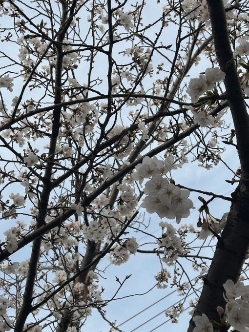 「春」のTwitter画像/イラスト(新着))