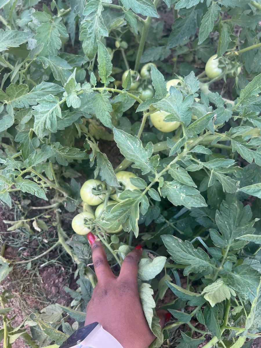 From seeds to food we can actually eat…..
Gardening has done wonders to my mental health 💯🙌🏿
#homegrownfood #gardening