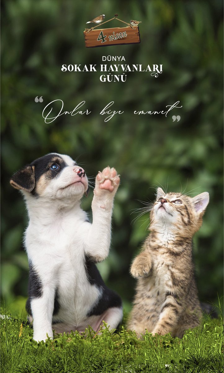 #4NisanSokakHayvanlarıGünü Onlar bize emanet 🐈🐕