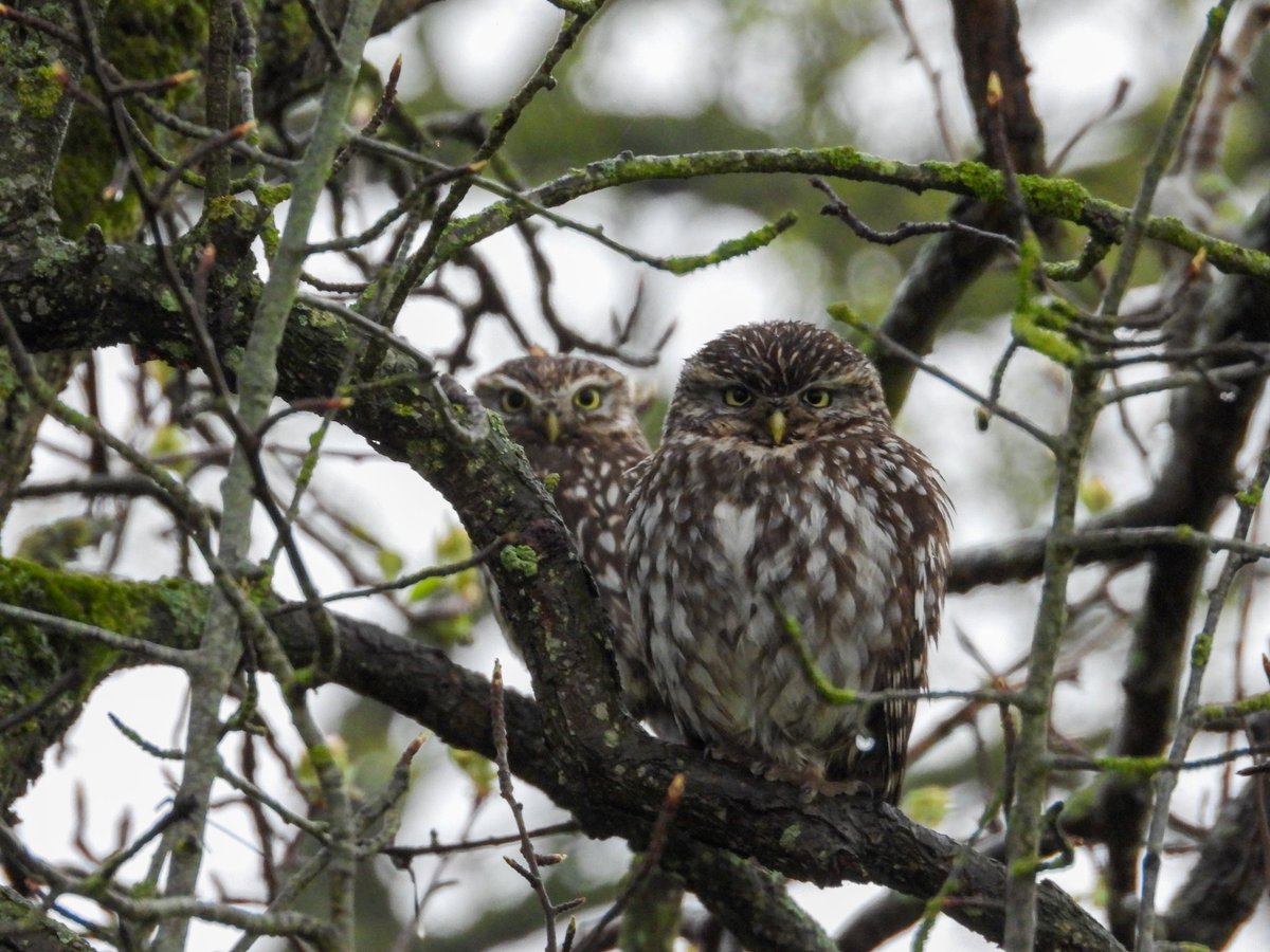 These two Little Owls brightened up my rainy commute this morning.