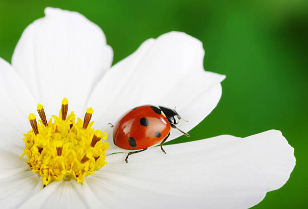 🌿Plongez dans la richesse du monde vivant avec l'exposition Biodiversités de la @VilledeNeuilly !🌍 Jusqu’au 28 mai 2024, découvrez une multitude d'êtres vivants et d'espèces qui composent notre planète.🦋 neuillysurseine.fr/agenda/exposit…