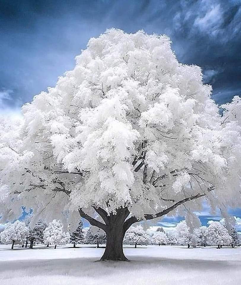 bu resmime ne kadar begeni olcak