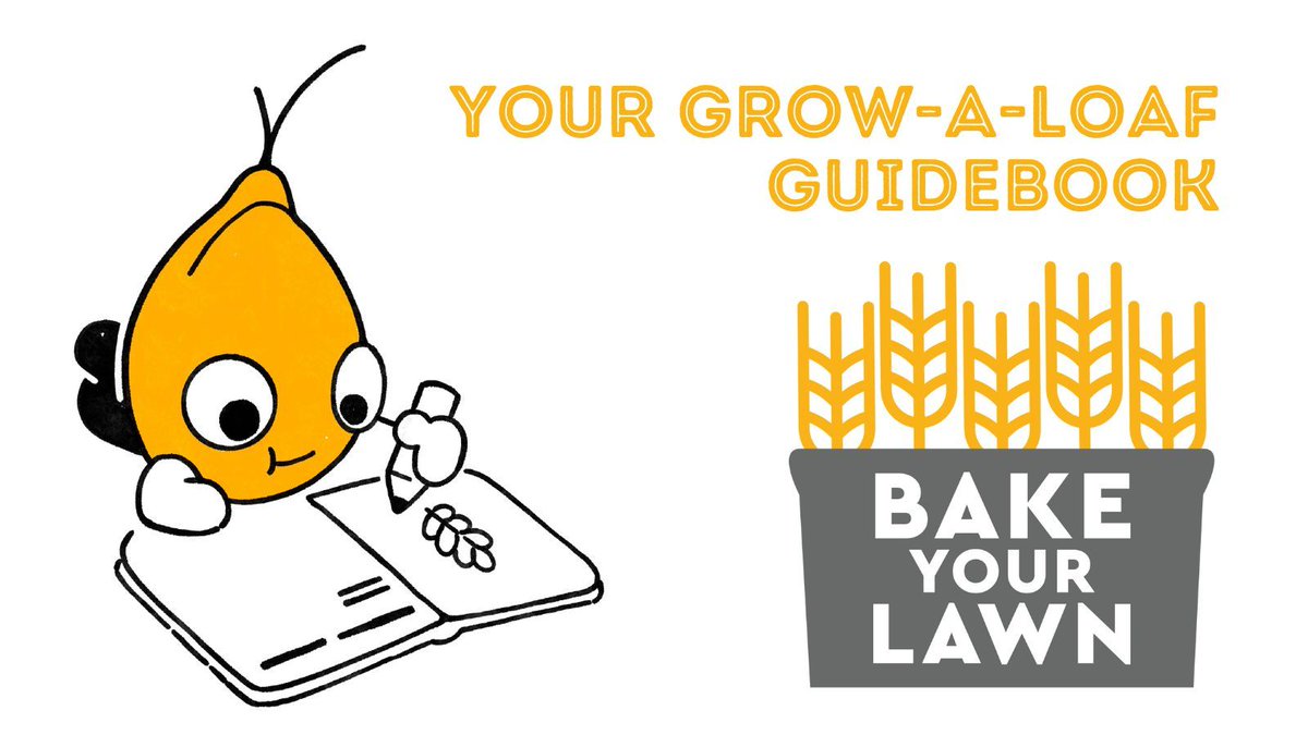 Fancy helping children discover that #RealBread starts in a field, not a factory? Grab a copy of #BakeYourLawn, @RealBread's grow-a-loaf guidebook, today from buff.ly/31NPzVU