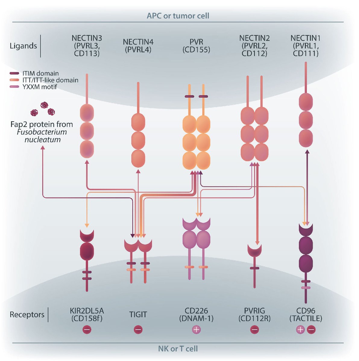 Can we switch on a natural killer against #acute_myeloid_leukemia ( #AML )? There is no effective immunotherapy for AML. However, a new study takes a step towards identifying a potential immuno-target in AML. haematologica.org/article/view/h…