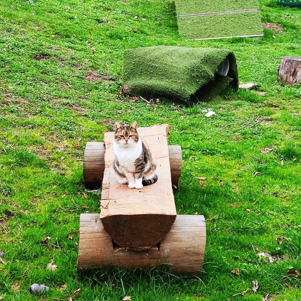 The very audacious Head of Cat Testing, Honey, is out and about on her morning rounds checking all play equipment in the dogs' park. Thank you Honey for your commitment and hard work. 🐱 💛because every single life matters 💛