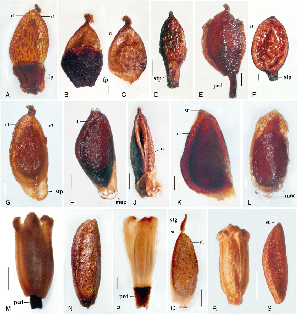 Carpology (from the greek καρπός = fruits) is the discipline of #botany devoted to study #seeds & #fruits which are critical in #plant systematic & taxonomic research. Check out this paper on fruits in the nettle family #Urticaceae #OpenAccess @KewBulletin doi.org/10.1007/s12225…