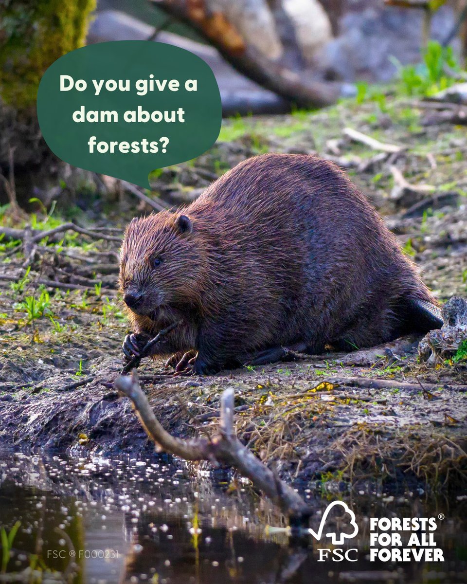 Do you give a dam about forests? Then check for the FSC label when you shop 🌳 Every FSC label is backed by a set of rigorous standards that help to protect forests and the people and wildlife who depend on them 🦫 #BadPunsGreatForests #ForestsForAllForever