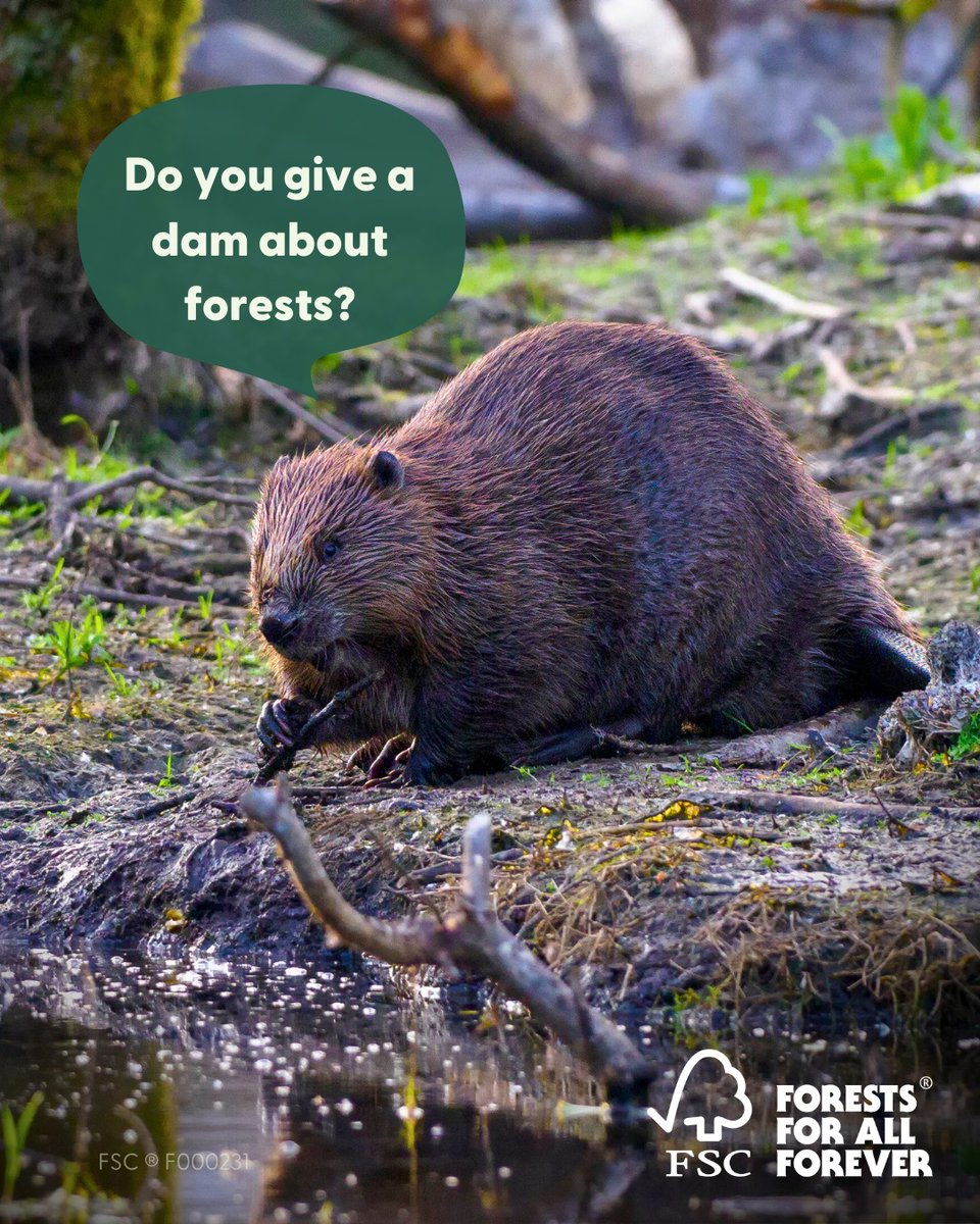 Do you give a dam about forests?

Then check for the FSC label when you shop 🌳

Every FSC label is backed by a set of rigorous standards that help to protect forests and the people and wildlife who depend on them 🦫

#BadPunsGreatForests #ForestsForAllForever