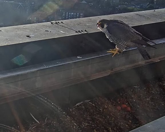 Sutton Peregrines. The third egg has been revealed! The first view of all three on camera was at 08.18 when the falcon got up as the tiercel returned with food. It's not known when it was laid as it was off camera at the time, but I'm assuming it was late yesterday evening.