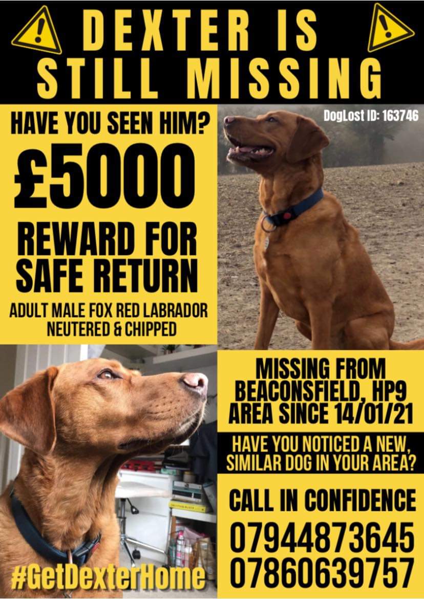 Please search today's hash #getdexterhome 
and share some of the posts for fox red lab DEXTER, missing since January 2021

Last seen #Beaconsfield #HP9 #Bucks 

Huge £5000 REWARD 

Do you know where Dexter is? 

Contact @getdexterhome
Or
CRIMESTOPPERS 0800 555111