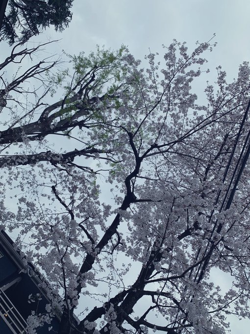 「枯れ木 昼間」のTwitter画像/イラスト(新着)