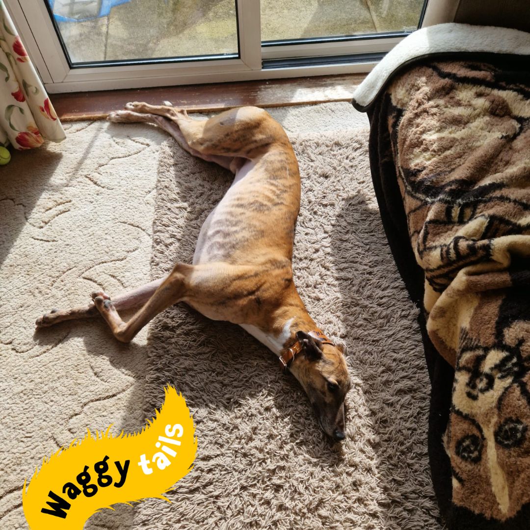 Roscoe has well and truly got the good life. Now in his furever home he gets to sunbathe, have glorious walks and enjoy all the snackies possible. Happy ever after Roscoe! 🏡🐕💕🐶🐾😍 #Greyhound #WaggyTails #AdoptionSuccess