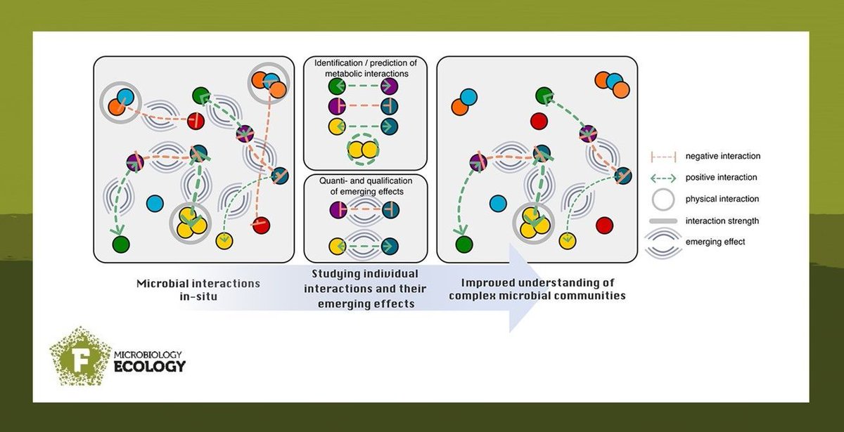 🧫🧩Microbial interactions in nature are more complex than they can be depicted by classical species-species studies. Geesink et al., suggest to use a broad set of new methods to predict, measure, test and visualize these interactions.
#FEMSMicrobiolEcol
academic.oup.com/femsec/article…