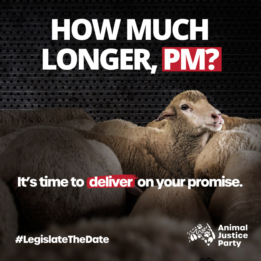 animaljusticeAU's tweet photo. On 5th April the Bahijah will finally reach Israel with thousands of long-suffering sheep (and some cattle) sent for slaughter.

When will the Albanese government act to end the cruel live sheep trade?

Ask them here:
https://t.co/OA97l0zeGX
#LegislateTheDate #BanLiveExport https://t.co/WOt65caqu6