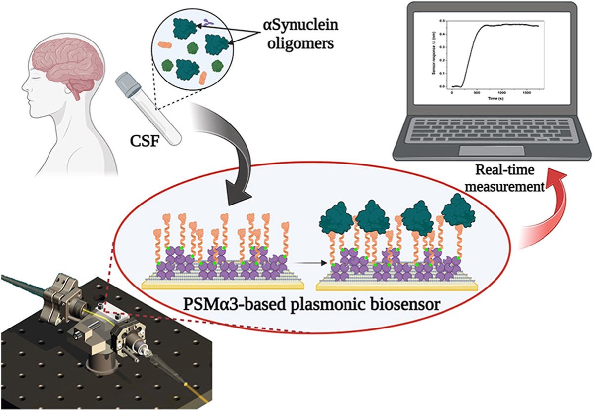 Last article out! We developed a plasmonic biosensor for specific detection of α-synuclein toxic oligomers in biofluids as a strategy for early diagnosis of #Parkinson. By @JaimeSantos_S and @IrantzuPallares in a nice collaboration with @Sla27para lab! sciencedirect.com/science/articl…